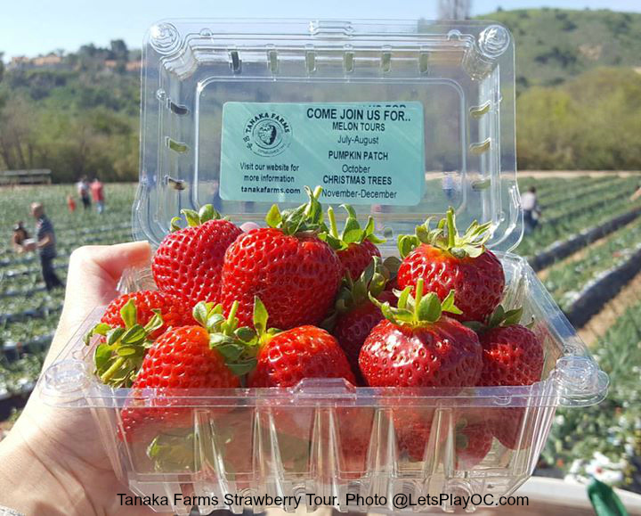 strawberry tours valencia