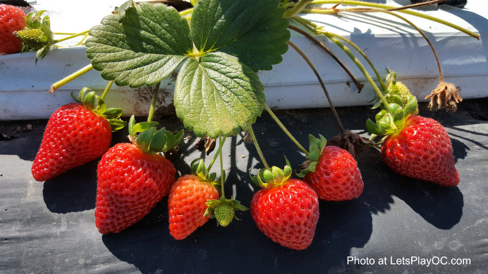 Pick Your Own Strawberries at Tanaka Farms’ Strawberry Tour
