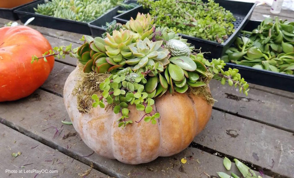 Easy DIY Pumpkin Succulent Planter Centerpieces