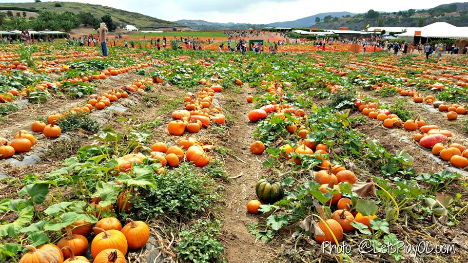 Tanaka Farms Sanrio Pumpkin Patch with Hello Kitty & Friends + Tips for Pumpkin Patch!