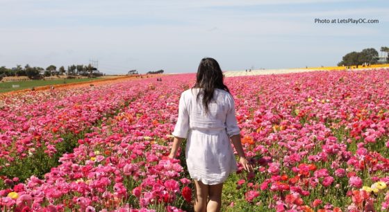 Flower Fields Carlsbad Ranch Attractions